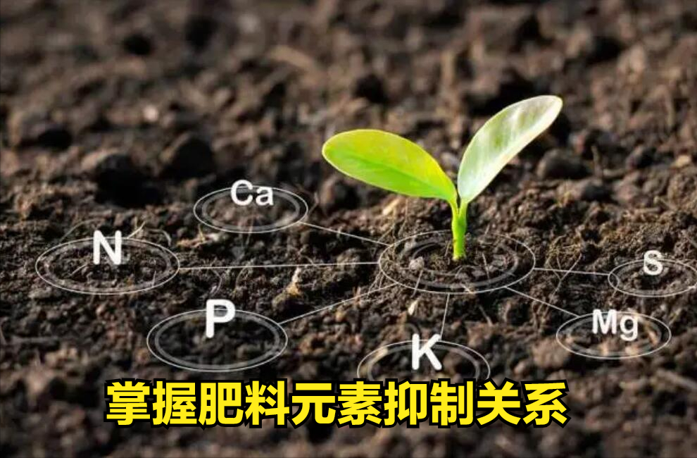 什么菜最补钙