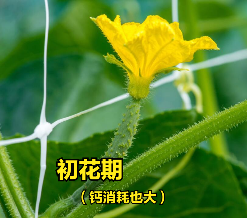 什么菜最补钙