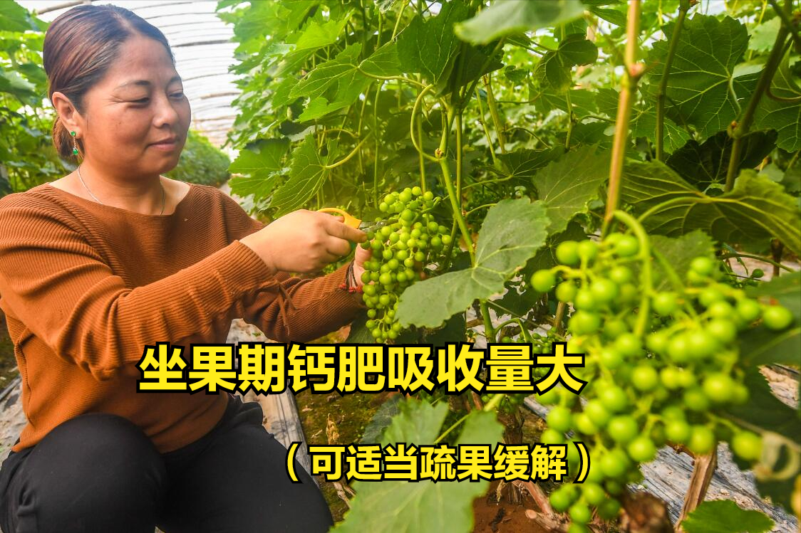 什么菜最补钙
