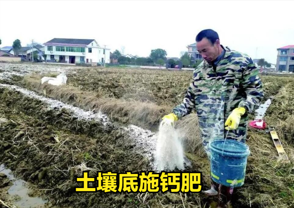 什么菜最补钙