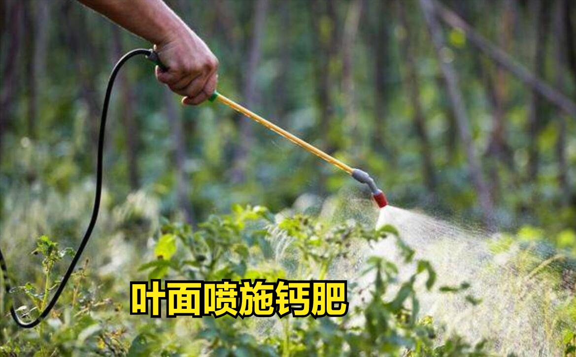 什么菜最补钙