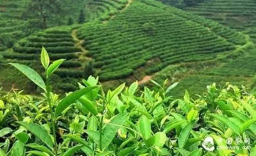 富硒藤茶哪个品牌的好