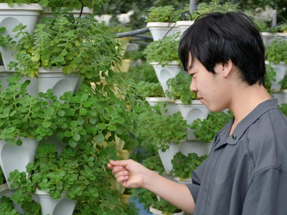 富硒茶计划书团队介绍