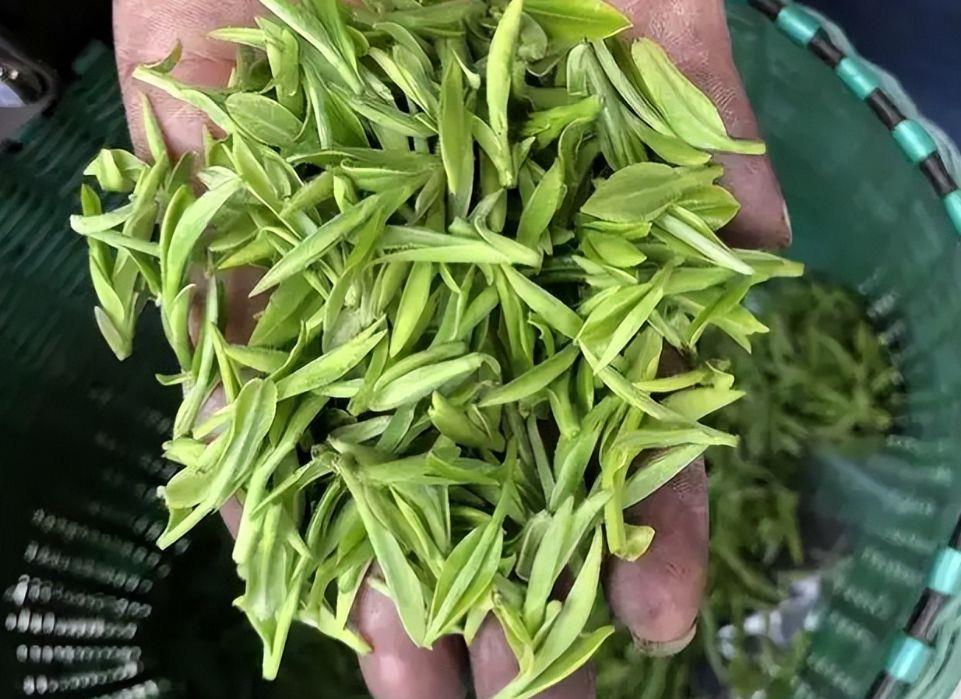 恩施富硒茶品牌排行榜