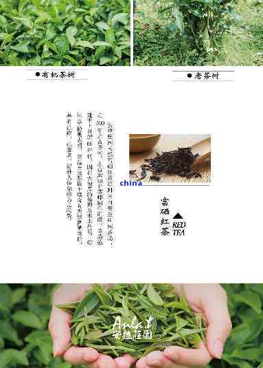 贵州富硒茶叶价格表及图片，探寻健之源：贵州富硒茶叶价格表及图片一览