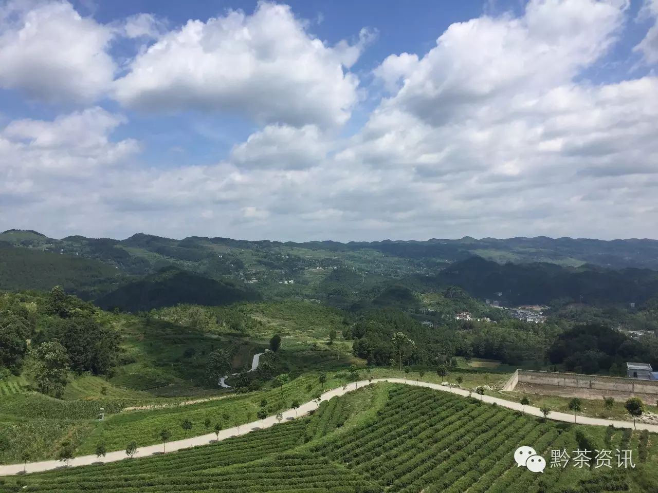 富硒茶产地是哪里的好