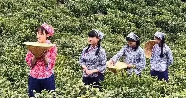 石台富硒野生茶多少钱