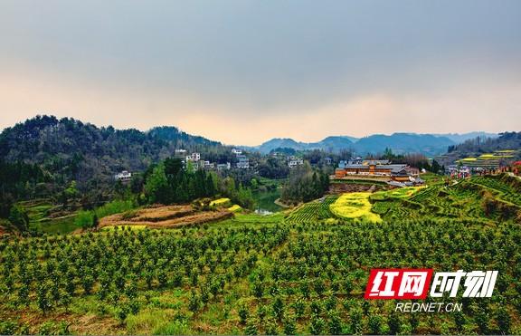 重庆富硒桑叶茶生产商