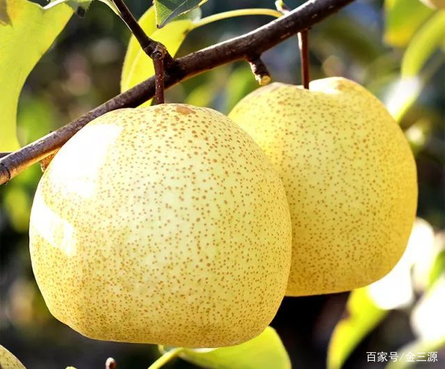 山西富硒普洱茶哪里买