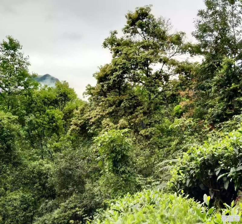 清茶叶的功效与作用吗能减肥吗 - 茶超市