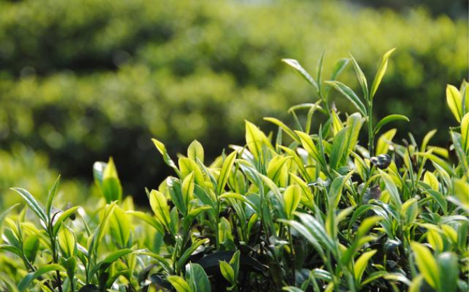 肝损伤可以喝富硒茶吗
