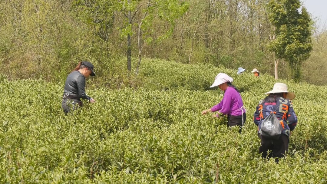 开阳哪里有富硒茶卖呀