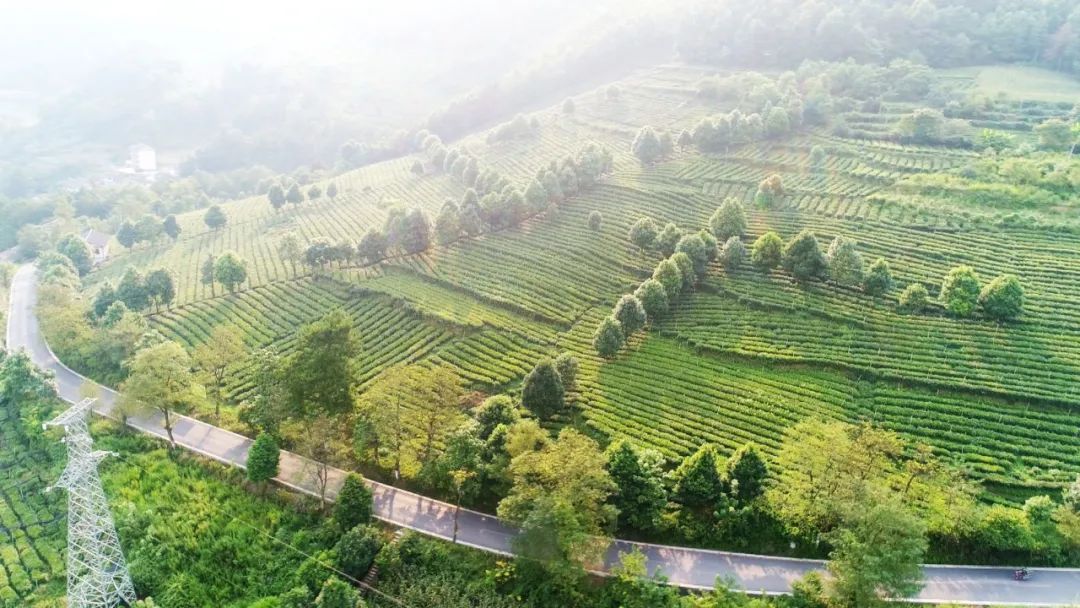 开阳哪里有富硒茶卖呀
