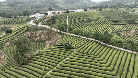 开阳哪里有富硒茶卖呀