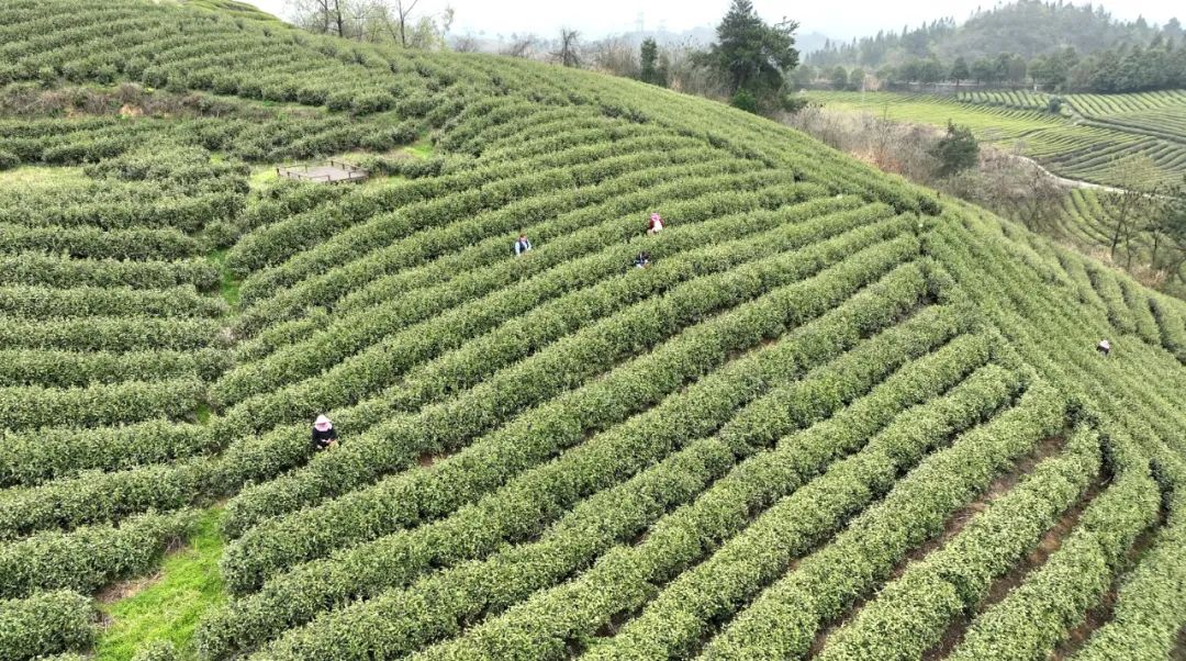 开阳哪里有富硒茶卖呀