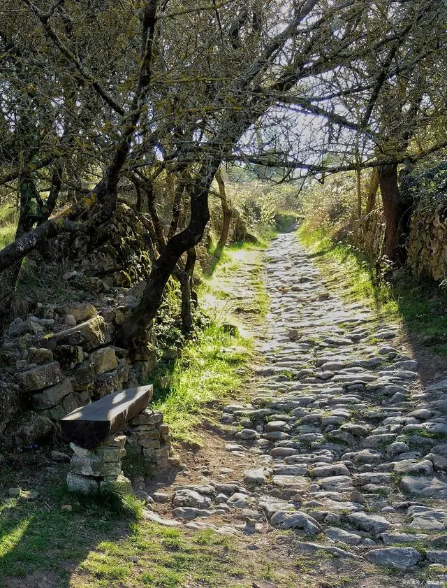 石台大山村天然富硒茶