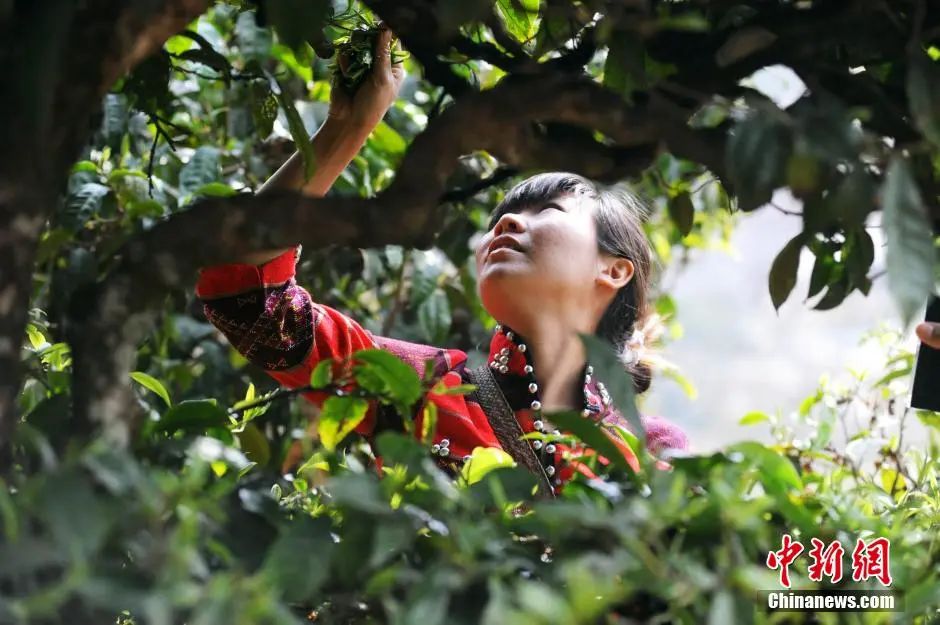 云南富硒普洱茶多少钱