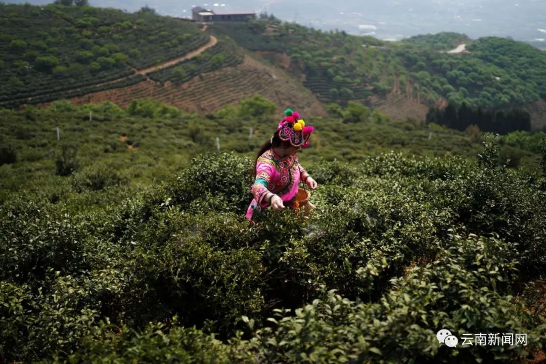 云南富硒普洱茶多少钱