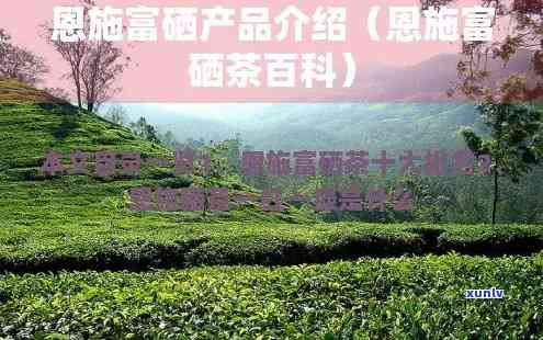 恩富硒茶多少钱一斤？最新价格一览