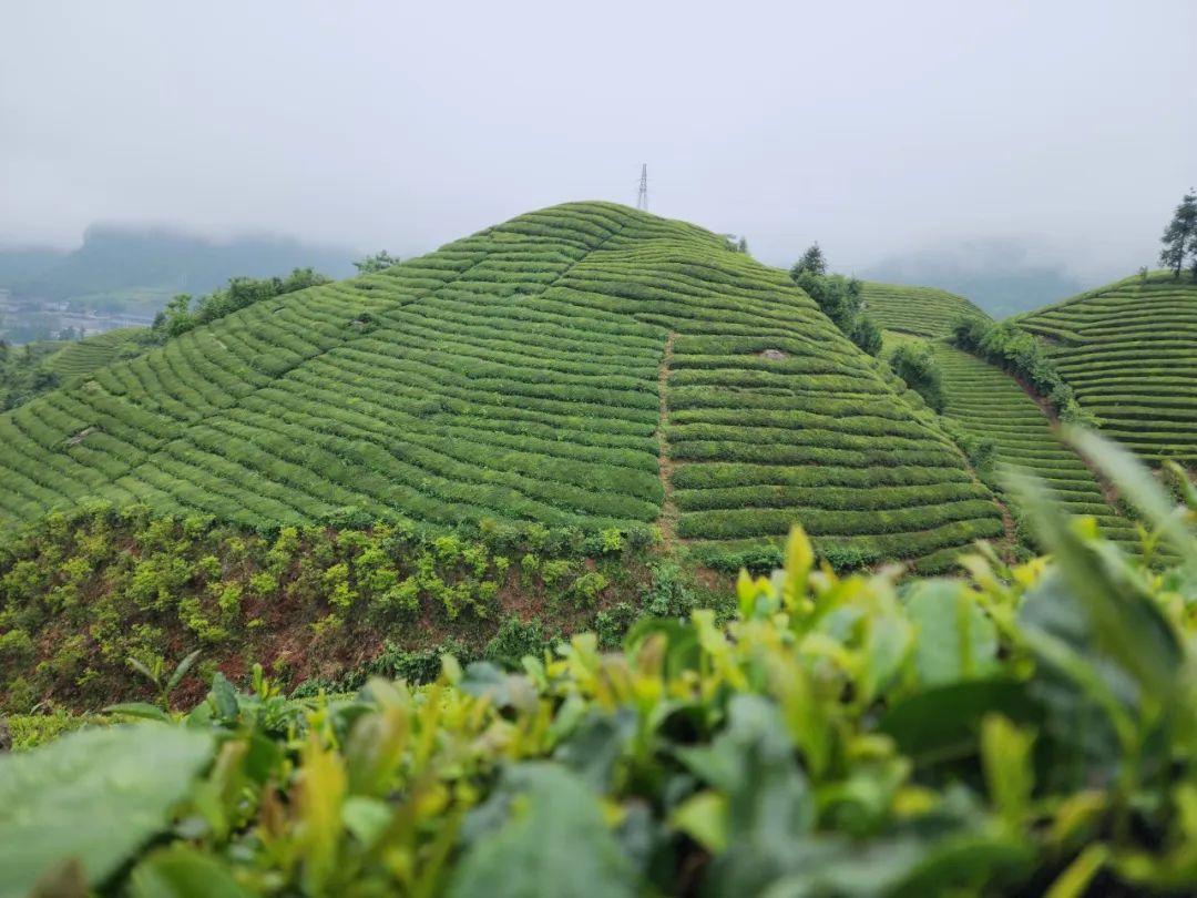 恩施富硒茶的市场价格