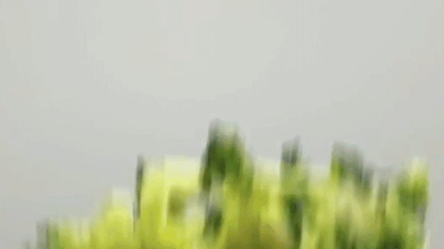 基围虾补钙吗