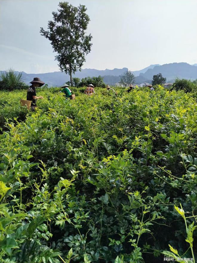 富硒茶是哪类的茶叶呢