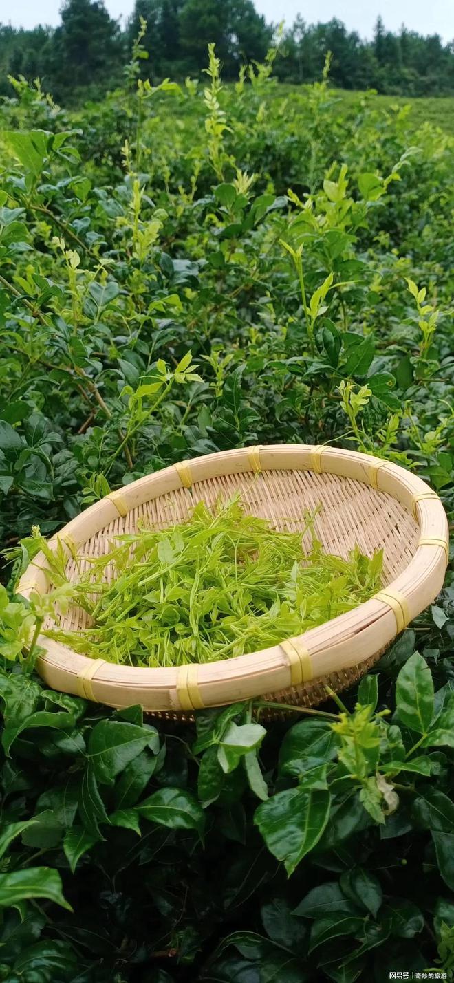 富硒茶是哪类的茶叶呢