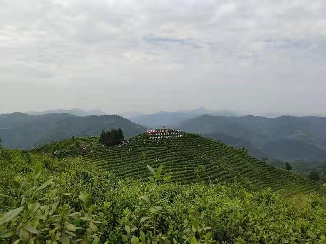 紫阳富硒茶王是谁做的