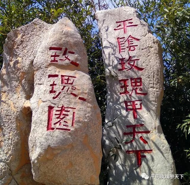 芳蕾富硒玫瑰茶多少钱