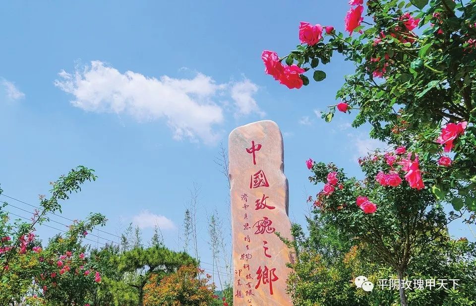 芳蕾富硒玫瑰茶多少钱