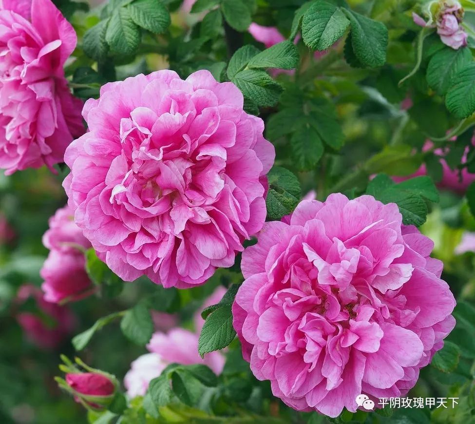 芳蕾富硒玫瑰茶多少钱