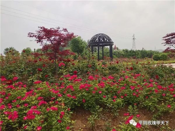 芳蕾富硒玫瑰茶多少钱