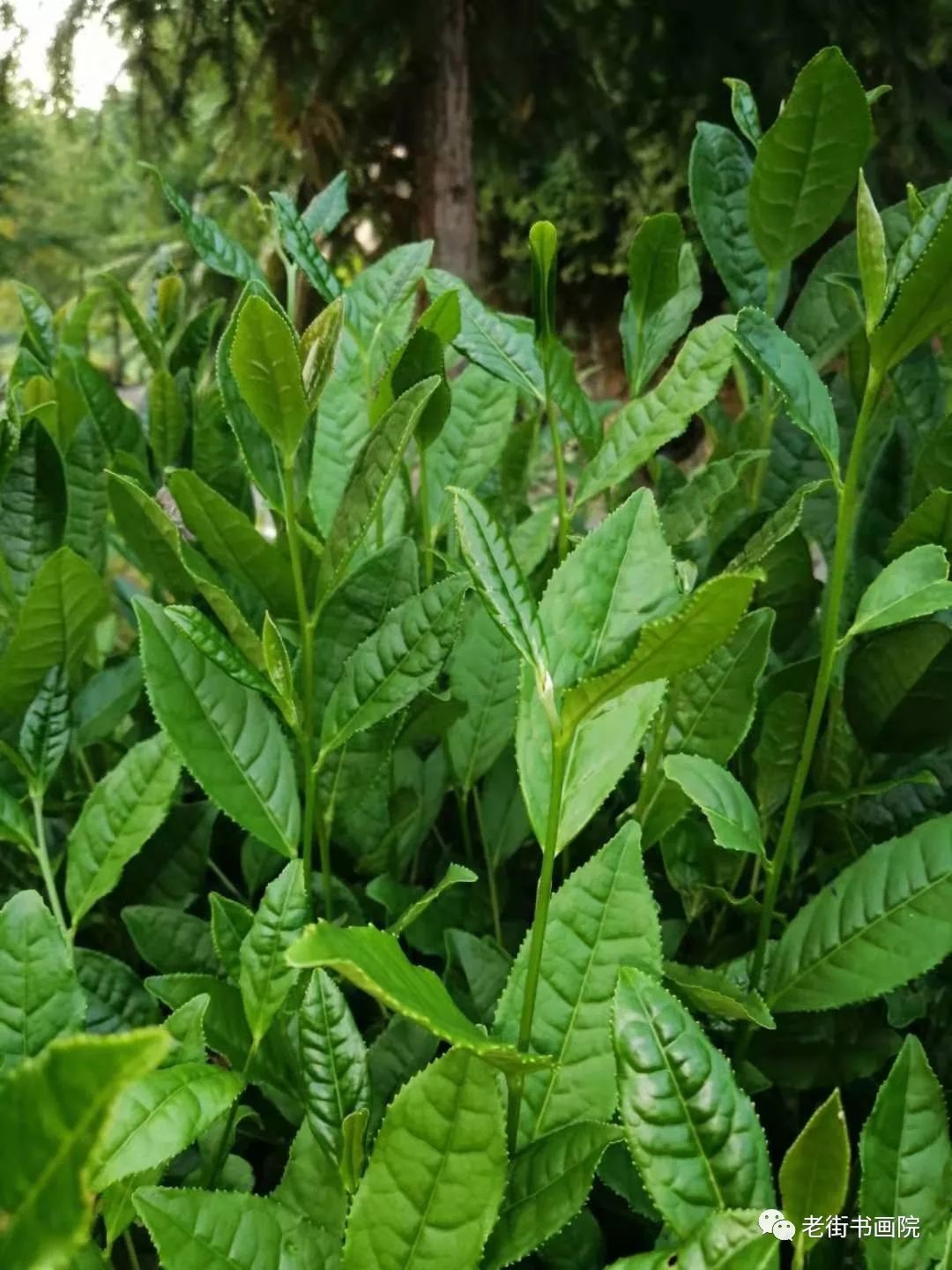 仙寓山富硒茶是红茶吗