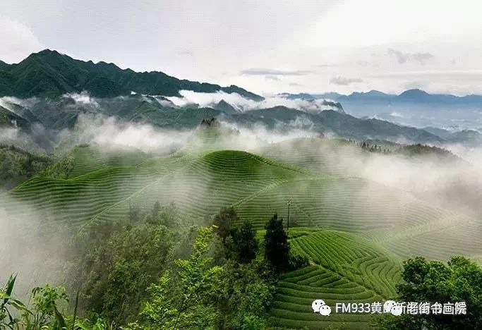 仙寓山富硒茶是红茶吗