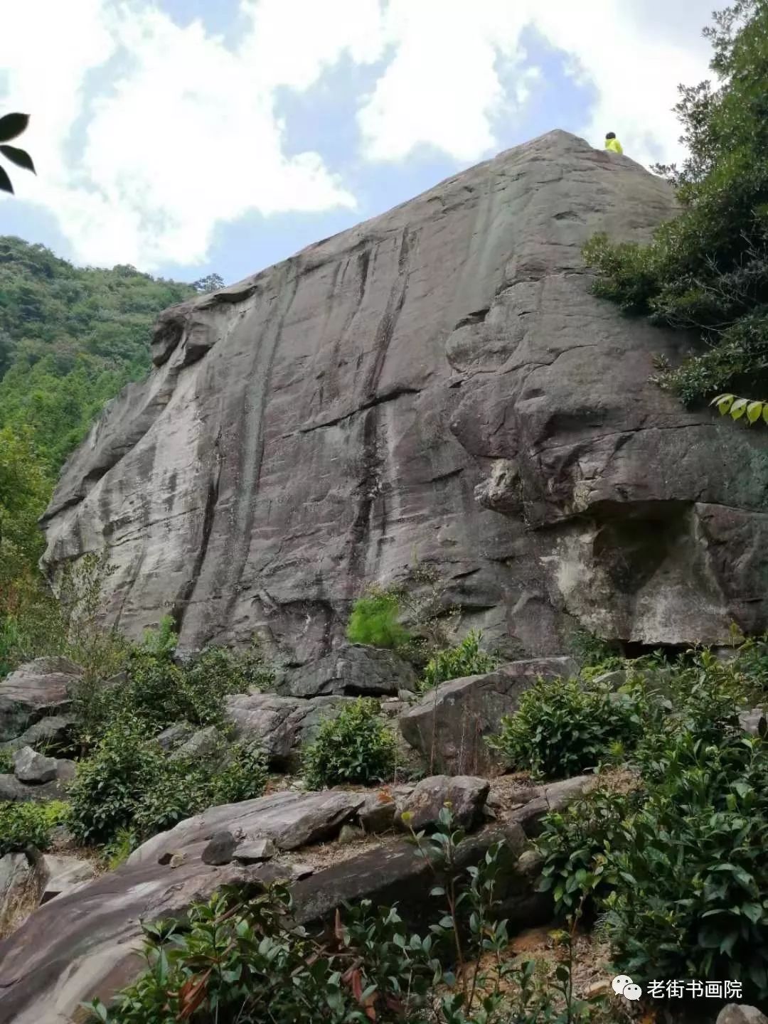仙寓山富硒茶是红茶吗