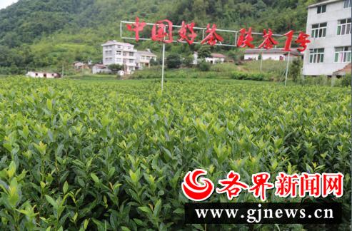 安康富硒陕茶一号红茶