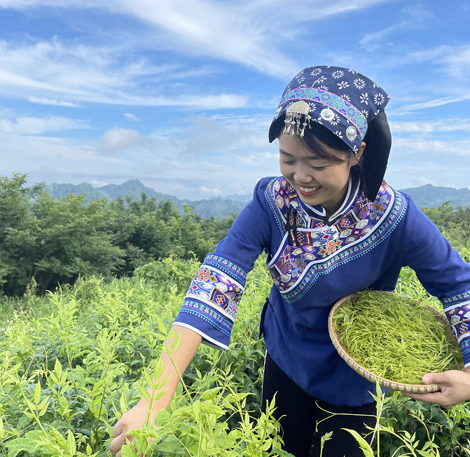富硒养生茶什么时候喝
