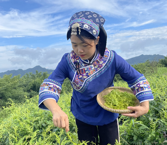 富硒养生茶什么时候喝