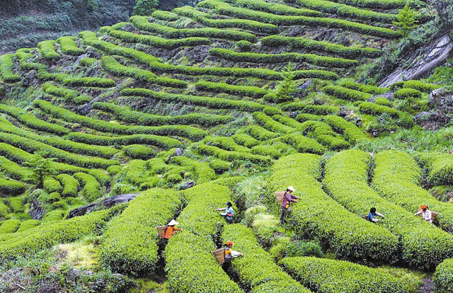 巴山雀舌富硒茶广告词