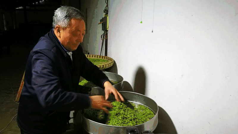 九龙饮苗家富硒茶价格
