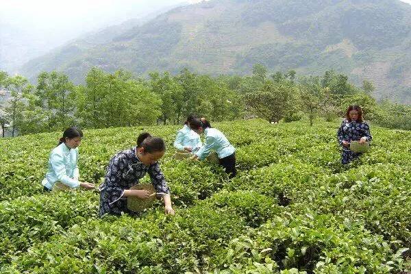 紫阳县富硒茶交流中心