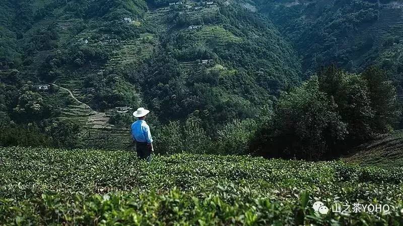 紫阳县富硒茶交流中心