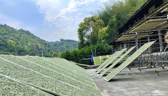富硒皇菊茶产在哪里的