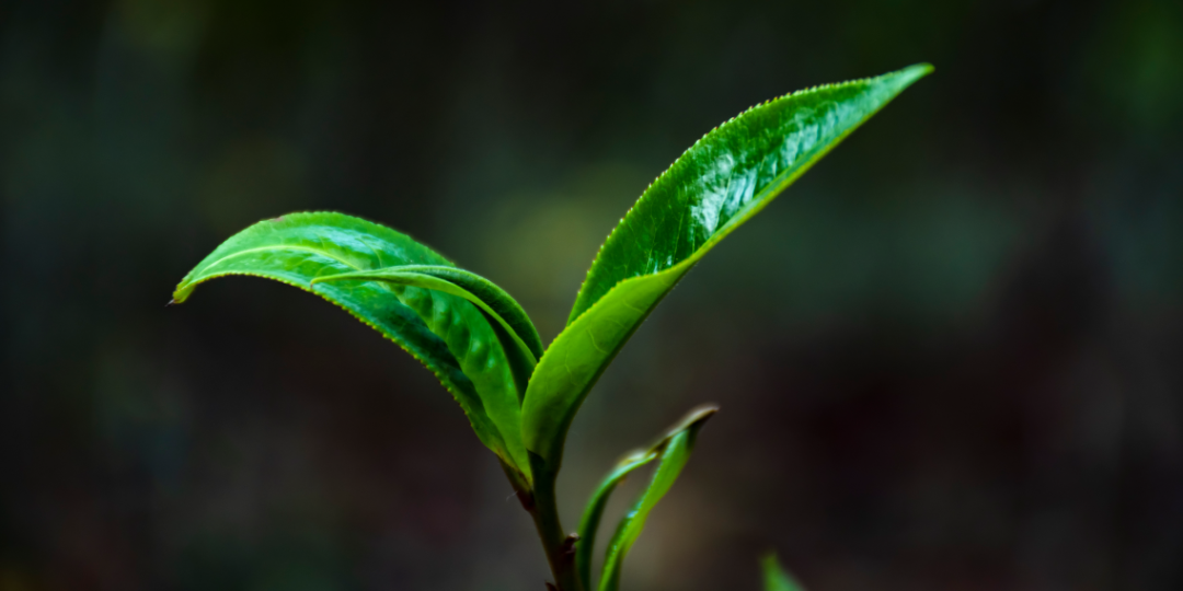 富硒茶是炒作出来的嘛