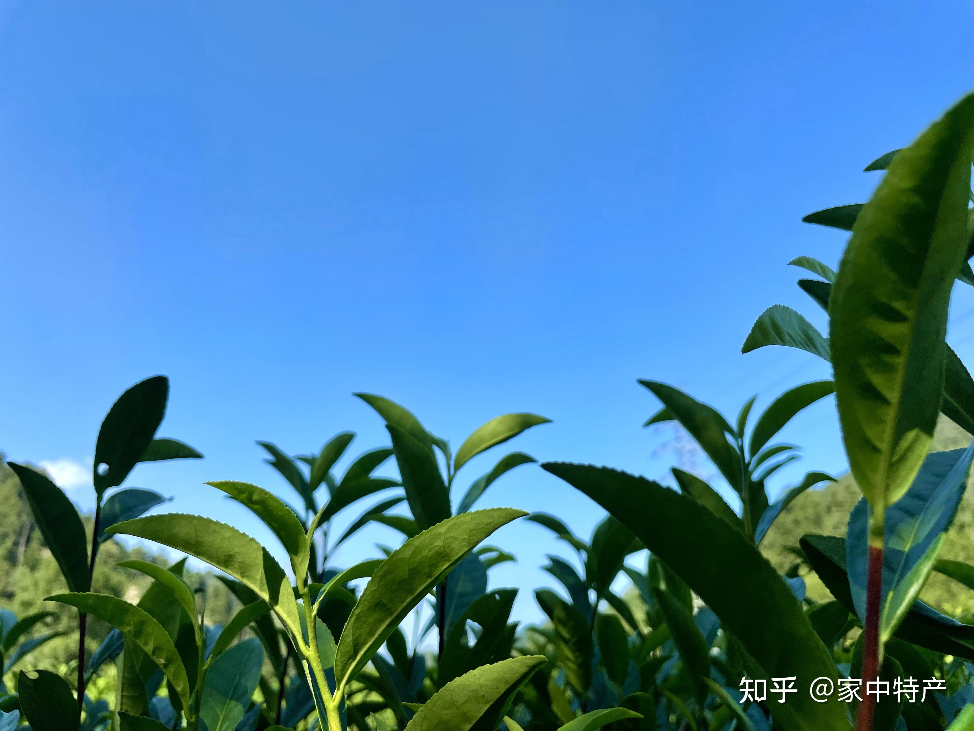 霄园春霄坑五对富硒茶