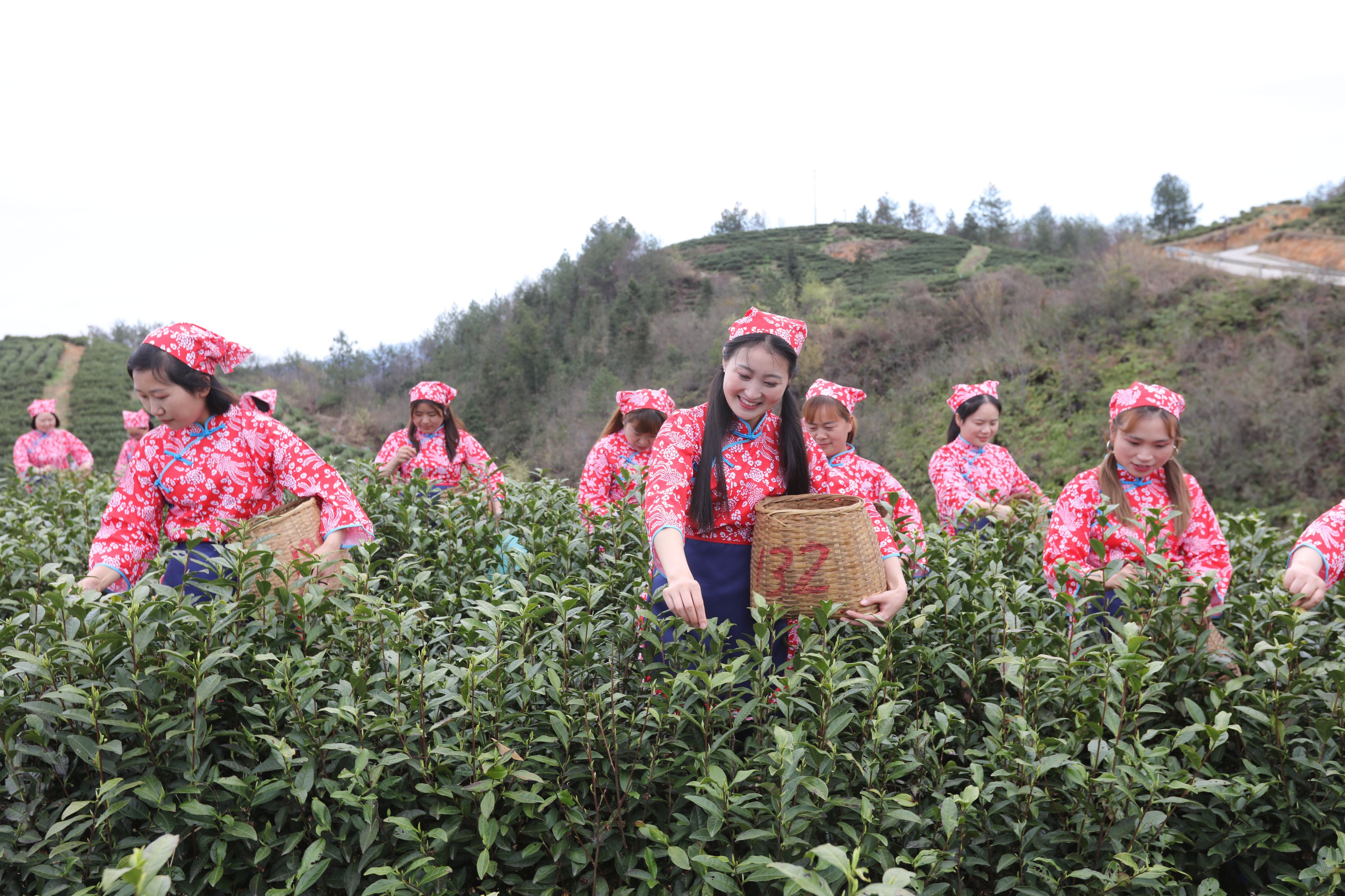 万源富硒茶有几种颜色