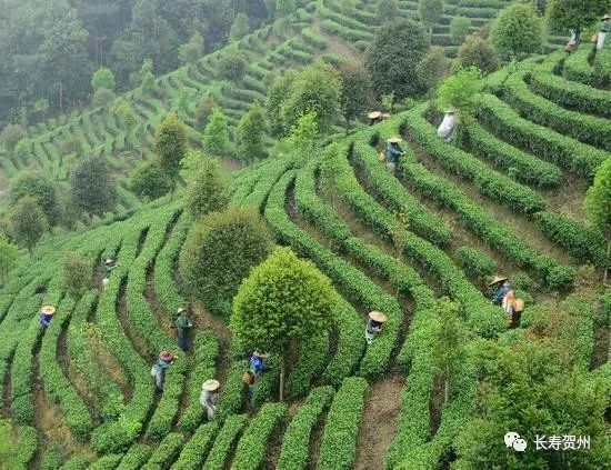 富硒茶富农家人民日报