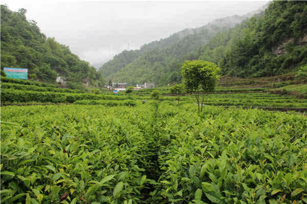 白河县有富硒茶吗知乎