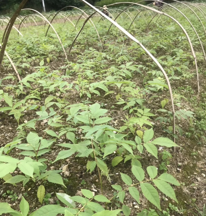 富硒青钱柳茶是凉性吗