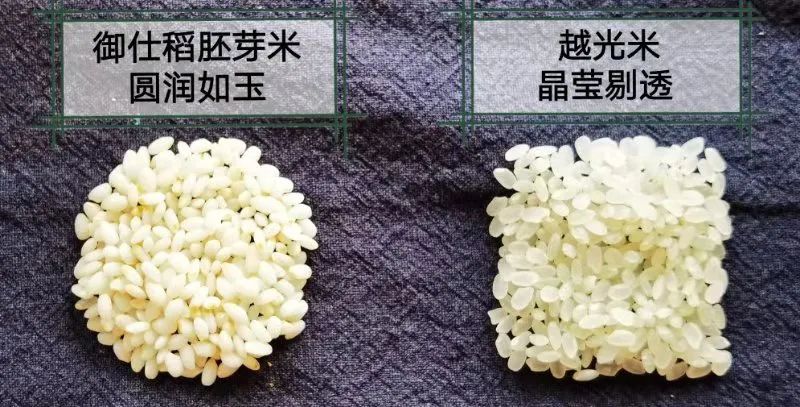 孕期能不能吃富硒大米